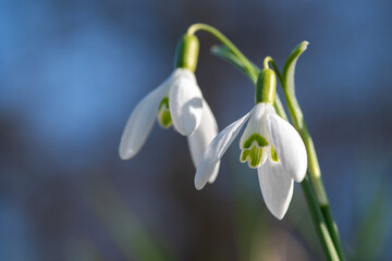 Two blooming snowdrop flowers. Low perspective and depth of field background. Sunlight spring floral scene. Garden flowers springtime
