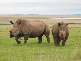 Obraz premium rhinos in Kruger National Park, South Africa travel and tourism