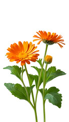 Obraz premium Calendula Flower: Bright Orange Petals and Green Leaves Isolated on Transparent Background