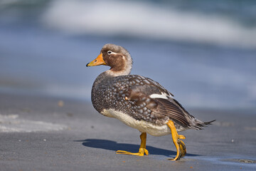 Fototapeta premium Male Falkland Steamer Duck (Tachyeres brachypterus) on a sandy beach on Sea Lion Island in the Falkland Islands.