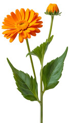 Fresh Calendula: Lush Orange Flower with Delicate Green Leaves Isolated