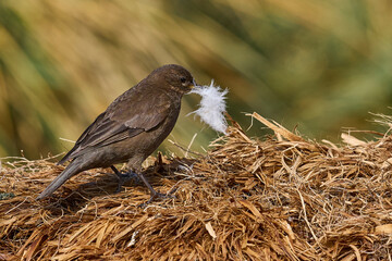Tussacbird (Cinclodes antarcticus antarcticus) foraging on the coast of Sea Lion Island in the Falkland Islands.    