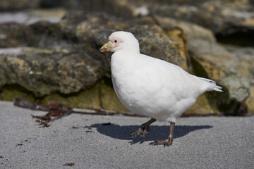 Pale-faced Sheathbill (Chionis albus) on the coast of Sea Lion Island in the Falkland Islands.