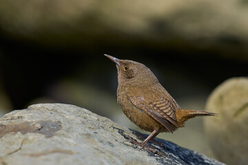 Cobb's Wren (Troglodytes cobbi) calling on the coast of Sea Lion Island in the Falkland Islands