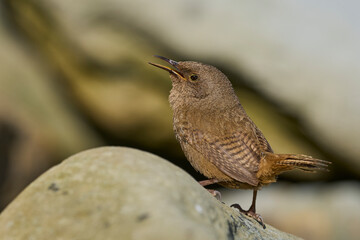 Cobb's Wren (Troglodytes cobbi) calling on the coast of Sea Lion Island in the Falkland Islands