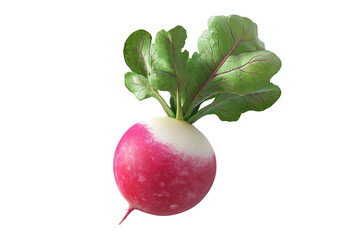 Fresh radish with green leaves, isolated on white transparent background. Concept of healthy organic vegetables and fresh produce