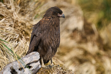 Striated Caracara (Phalcoboenus australis) on the coast of Sea Lion Island in the Falkland Islands.