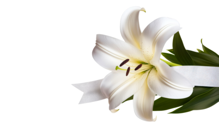 Easter Lily with Ribbon for Sympathy, Cut Out Transparent