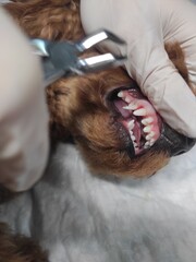 Pulling out milk canines in a puppy