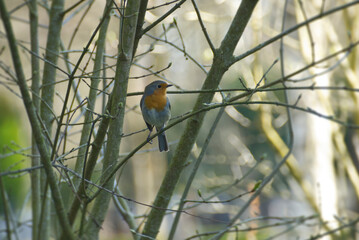 European robin (Erithacus rubecula) sitting on a tree branch in Zurich, Switzerland