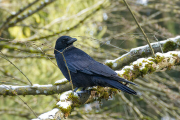 Carrion Crow (Corvus corone) sitting in a tree in Zurich, Switzerland