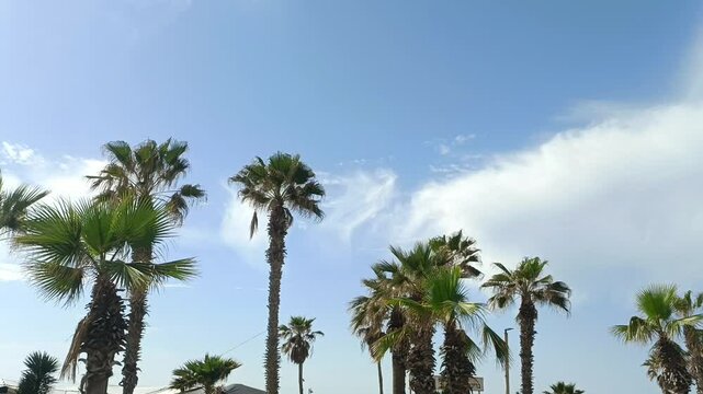 Palm trees, blue sky, Summer day, Landscape view of palm trees and teras, Exotic Palms and blue sky scenery,	