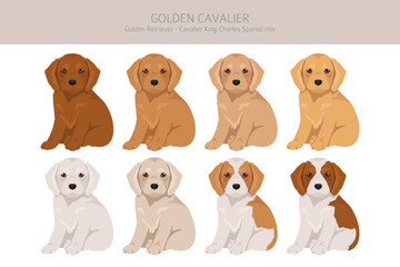 Golden Shepherd clipart. Golden retriever German Shepherd mix. Different coat colors set.  Vector illustration