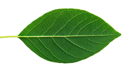 Detailed green leaf veins texture close-up against black, cut out transparent