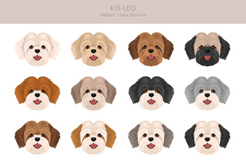 Kyi-Leo dog clipart. Maltese Lhasa Apso mix. Different coat colors set.  Vector illustration