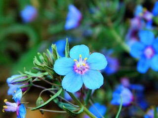 Lysimachia monelli blue flower on macro