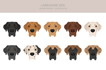 Labradane dog mix clipart. Labrador Retriever - Great Dane mix. All possible coat colors, breed information, adults and puppies.  Vector illustration