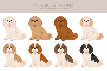Maltalier, Cavamalt clipart. Maltese _ Cavalier king Charles Spaniel mix. Different coat colors set.  Vector illustration