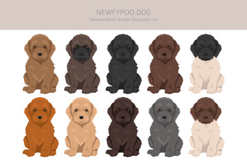 Newfypoo clipart. Newfoundland - Standard Poodle mix. All possible coat colors, breed information, adults and puppies.  Vector illustration