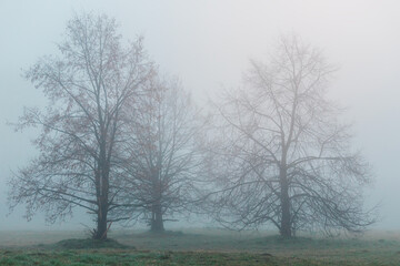 Three bare tree on meadow in misty fog. Czech spring park landscape