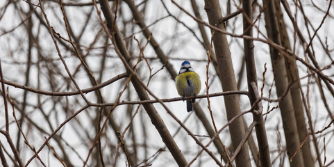 Great tit, parus major, bird animal sitting on branch. Birdwatching, ornithology wildlife background