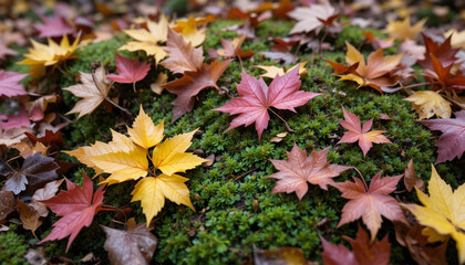 Autumn's gentle embrace: a tapestry of golden and crimson maple leaves nestled in vibrant green moss, bathed in soft, natural light.