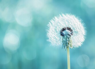 Beautiful dandelion close-up on a green and blue background, macro photography, blurred background, copy space for text, pastel colors, minimalism, high resolution, stock photo.