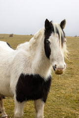 Ponies on Bodmin  Moor 