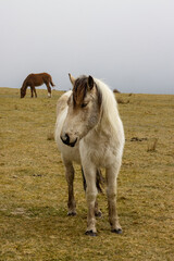 Ponies on Bodmin  Moor 