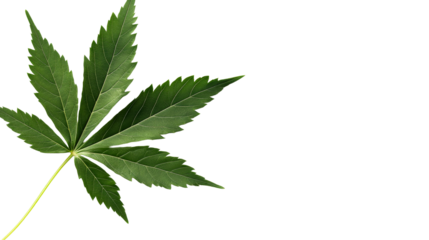 Green leaf with jagged edges isolated on black background, cut out transparent