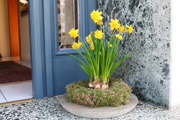 Leuchtend gelbe Osterglocken – Frühlingsblüten vor blauer Tür.
