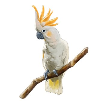 A cockatoo parrot sits on a branch.