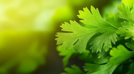 Fresh green cilantro leaves illuminated by soft sunlight, creating a vibrant kitchen ambiance