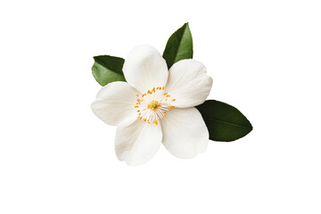 Obraz premium Elegant white flower with green leaves, botanical elegance, cut out transparent