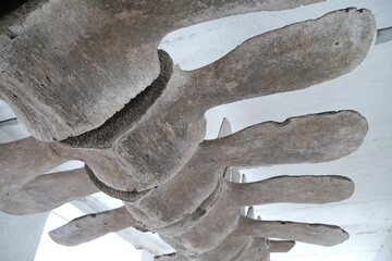 Big grey skeleton of big blue whale. Whale spine. Real whale bones. Balaenoptera