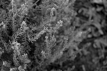 Photo d'une jolie banche de bruyere prise en macro sur un fond blanc et noir