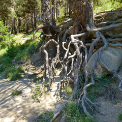 Forest on the mountainside with old trees, roots and green grass.