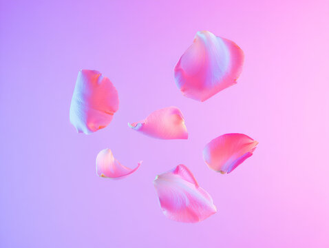 Floating Pink Rose Petals on Soft Gradient Background &ndash; Romantic Floral Concept