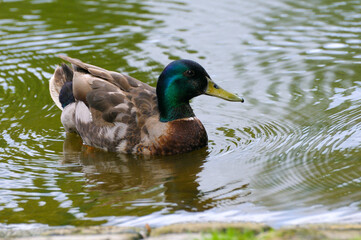 A young duck swims on the lake.