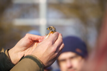 An ornithologist examining a brambling (Fringilla montifringilla) in their hand after ringing it.