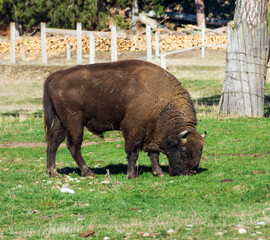 Aurochs Reserve, Vama Buzaului, Brasov, Romania,