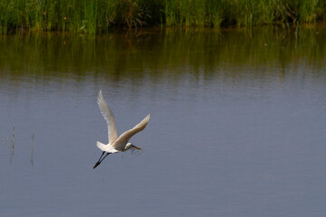 Spatule blanche avec des herbes dans le bec en plein vol