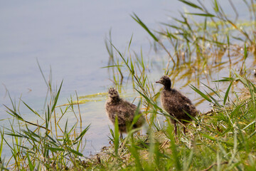2 poussins de mouettes rieuses au bord de l'eau