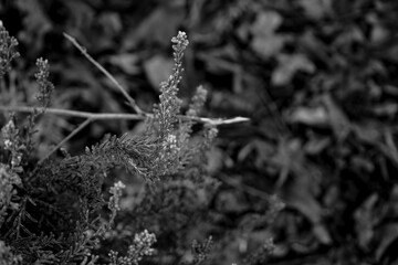 Photo d'une magnique bruyere prise en macro sur un fond blanc et noir