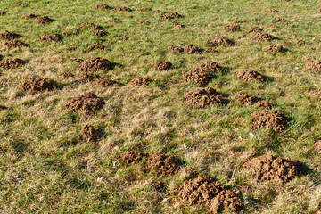 A field dug up by moles