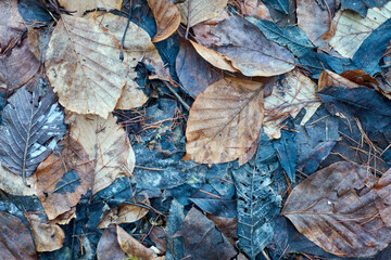 Last year's leaves on the ground