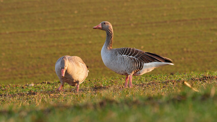 A group of wild ducks in a field