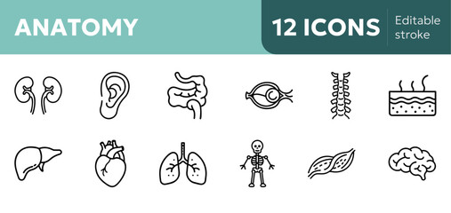 anatomy icons for heart, brain, lungs, skeletal system, DNA, ideal for medical apps, textbooks and healthcare education platforms