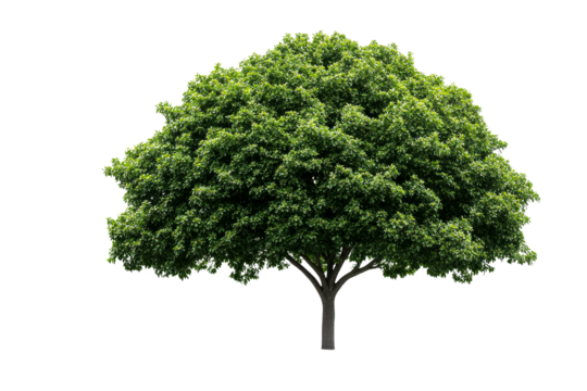 Lush green tree isolated on black background, cut out transparent
