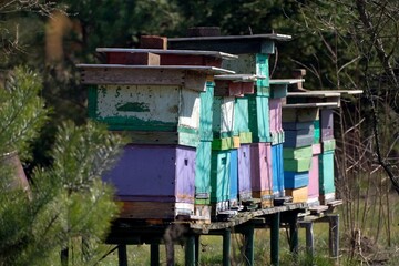 An apiary with colorful hives